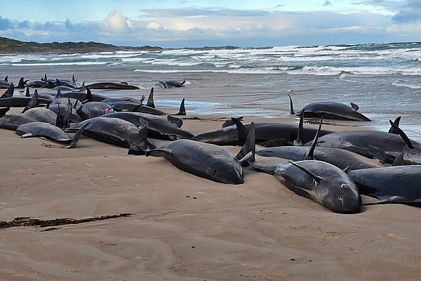 Warum die Kleinen Schwertwale strandeten, ist noch unklar. - © Jocelyn Flint/Jocelyn Flint/AP/dpa