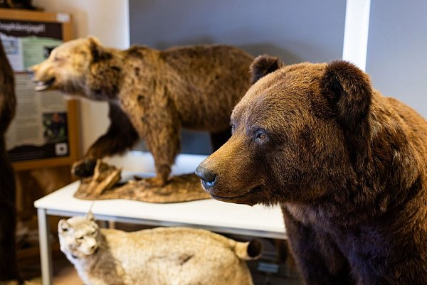In einem Raum des Alternativen Wolf- und Bärenparks Schwarzwald stehen ausgestopfte Exemplare. (Archivbild) - © Philipp von Ditfurth/dpa