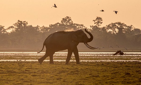 Indien hat mehrere Systeme mit Künstlicher Intelligenz entwickelt, um seine Elefanten besser zu schützen. - © Anupam Nath/AP/dpa