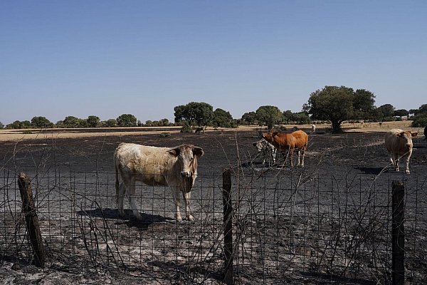 Auch Wild- und Weidetiere leiden stark unter den Waldbränden. - © Manuel Ángel Laya/EUROPA PRESS/dpa