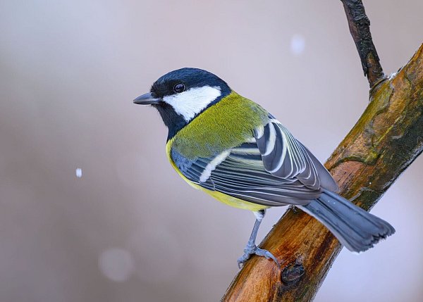 Kohlmeisen wurden bei der «Stunde der Wintervögel» weniger gezählt als im Vorjahr. (Archivbild) - © Patrick Pleul/dpa