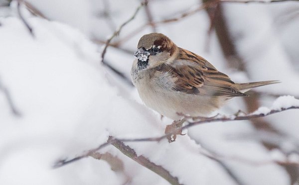 Der Haussperling ist der derzeit meist gesichtete Wintervogel in Deutschland, obwohl er dieses Jahr deutlich weniger gezählt wurde als 2024. (Archivbild) - © Julian Stratenschulte/dpa