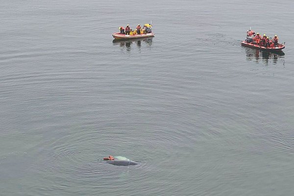 Die Helfer konnten den Buckelwal befreien. - © Maritime Search and Rescue Service/AP/dpa