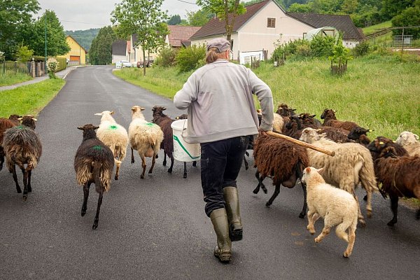 Begegnung auf der Radstrecke in Oberdrosen: laufender Hirte und seine Schafe. - © Andreas Drouve/dpa-tmn