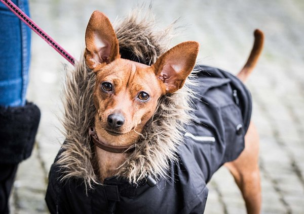 Für Vierbeiner mit kürzerem Fell kann ein Hundemantel sinnvoll sein. - © Frank Rumpenhorst/dpa/dpa-tmn