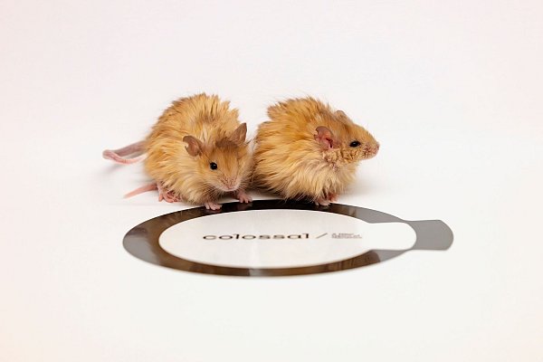 Wollhaarmäuse - folgen demnächst mammutähnliche Elefanten? - © Colossal Biosciences/dpa