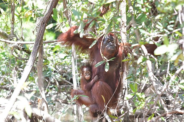 Orang-Utan-Weibchen Melata hatte sich zunächst um ihr Baby Dumel gekümmert, verschwand dann aber spurlos im Dschungel. - © Bos Foundation/dpa