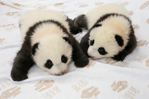 Inzwischen wiegen die beiden jeweils rund fünf Kilogramm. - © -/Zoo Berlin/dpa