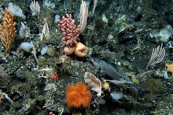 Ozeane sind stark durch den fortschreitenden Klimawandel belastet. - © -/Ocean Discovery League/NOAA/dpa
