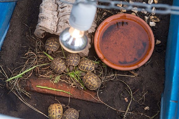 Eine Schildkröten-Haltung ohne zusätzliche Wärme- und Lichtquelle ist nicht möglich. - © Benjamin Nolte/dpa-tmn