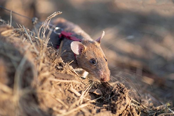 Ratten sind hervorragende Schnüffler. - © Apopo/dpa