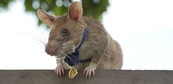 Magawa hatte einen eigenen kleinen Orden am blauen Band bekommen. - © Pdsa/PA Media/dpa