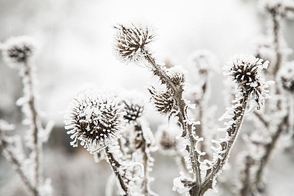 Wenn die Kälte kommt, verwandeln sich Disteln für viele Insekten in Winterquartiere. - © Christin Klose/dpa-tmn