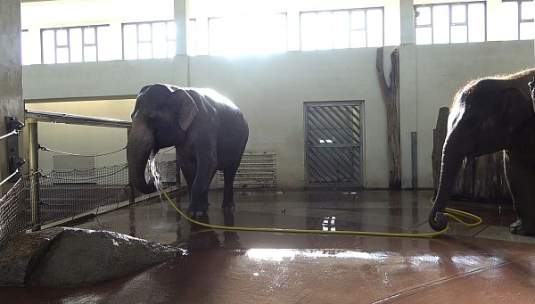 Anchali (rechts) versuchte scheinbar mehrfach, den Duschvorgang der älteren Elefantin zu sabotieren. - © Lea Urban/Zoo Berlin/dpa