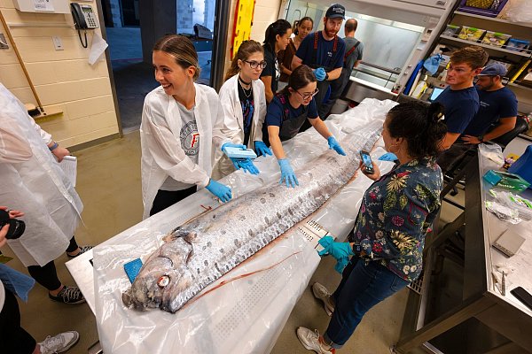 Forschende in Kalifornien haben Proben der angespülten Riemenfische genommen und erhoffen sich neue Erkenntnisse. - © Erik Jepsen/University of California San Diego/dpa