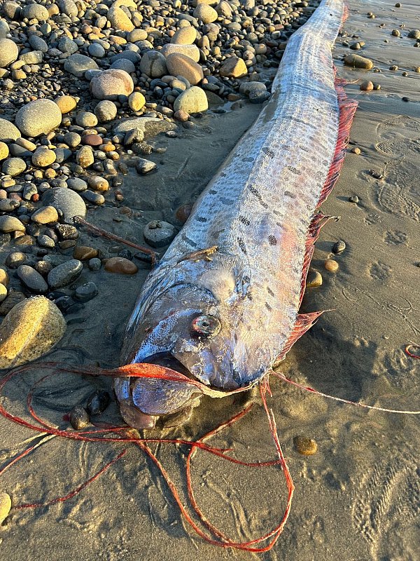 Riemenfische fallen durch ihre Länge und durch hellrote Flossen auf. - © Alison Laferriere/Scripps Institution of Oceanography/dpa