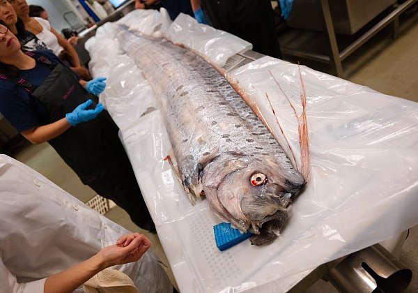 Bisher sind Riemenfische nur wenig untersucht. - © Erik Jepsen/University of California San Diego/dpa