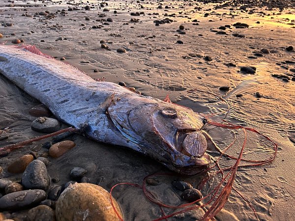Fotos der selten angespülten Tiere machen im Internet häufig schnell die Runde. - © Alison Laferriere/Scripps Institution of Oceanography/dpa
