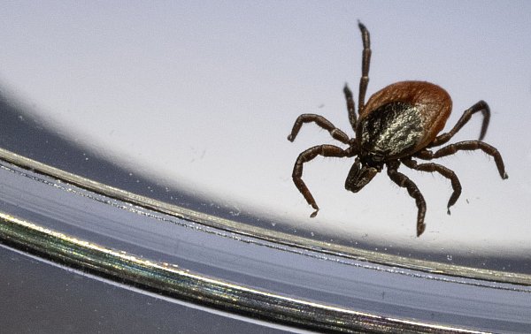 Der Gemeine Holzbock (Ixodes ricinus) ist die häufigste Zeckenart in Deutschland. (Archivbild) - © Marijan Murat/dpa
