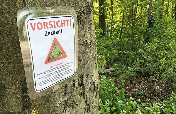Zecken können unter anderem Lyme-Borrelien und FSME-Viren übertragen. (Archivbild) - © Julian Stratenschulte/dpa