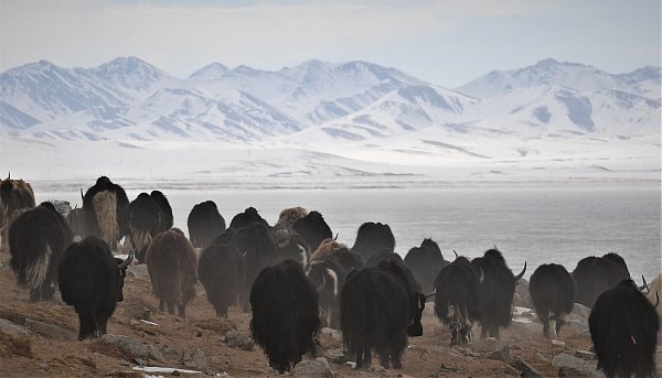 Wo Yak-Herden entlang ziehen, formen sie oft Pfade. (Archivbild) - © Purbu Zhaxi/XinHua/dpa