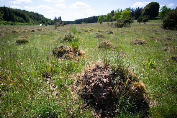 Im Naturschutzgebiet Dellenhäule in Baden-Württemberg stehen manchmal Tausende Ameisenhügel zusammen. (Archivbild) - © Tom Weller/dpa