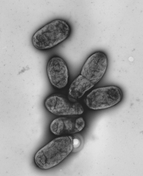Das Pestbakterium Yersinia pestis - © picture alliance / dpa
