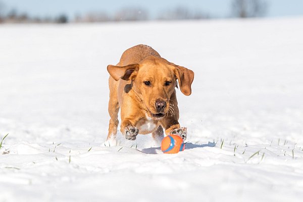Auch Vierbeinern kann im Winter kalt werden. In Bewegung zu bleiben ist daher besonders wichtig. - © Benjamin Nolte/dpa-tmn