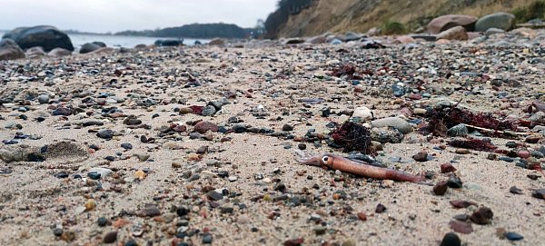 Das Tier wurde hier am Ostseestrand bei Hohwacht in Schleswig-Holstein angespült. - © Thomas Freiberg/dpa
