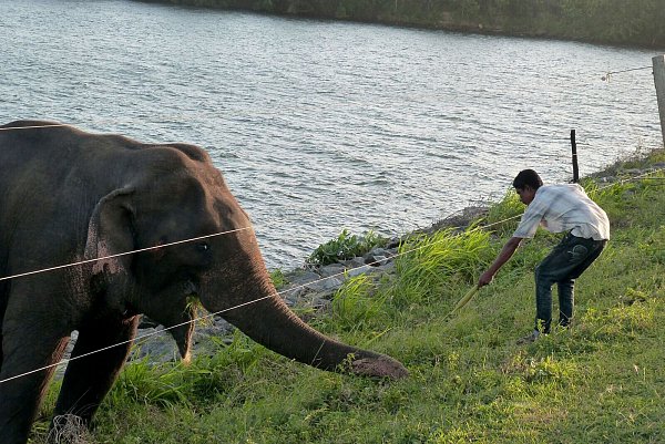 Angelockt vom Futter: Teilweise durchbrechen Elefanten im Udawalawe-Nationalpark Zäune, um weiter gefüttert zu werden. (Archivbild) - © -/Udawalawe Elephant Research Project/dpa