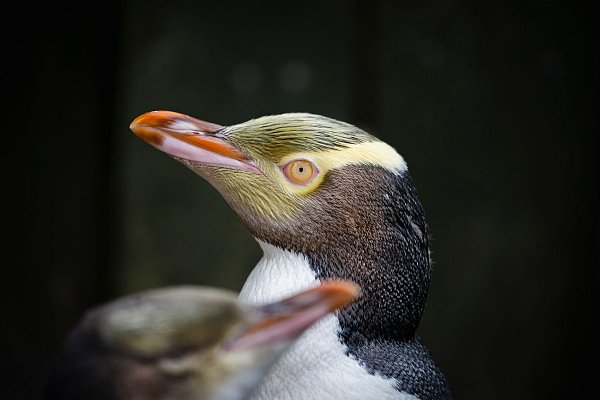 Markant sind die gelben Federn rund um die ebenfalls gelben Augen. - © Hayden Parsons/Forest And Bird/dpa