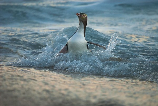 Der Hoiho ist einer der seltensten Pinguine der Welt. - © Craig Mckenzie/Forest And Bird/dpa