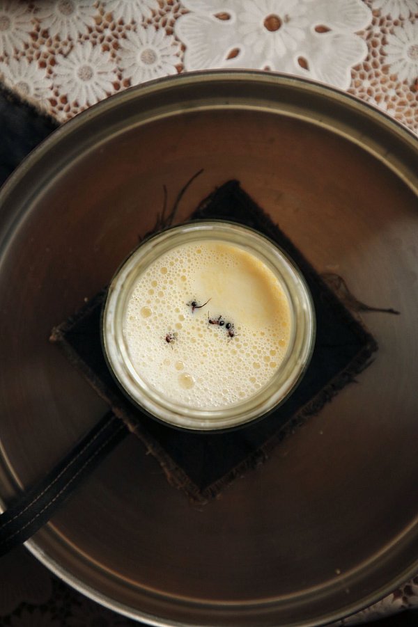 Joghurt-Rezept einmal anders: Man nehme vier Ameisen... - © David Zilber/dpa