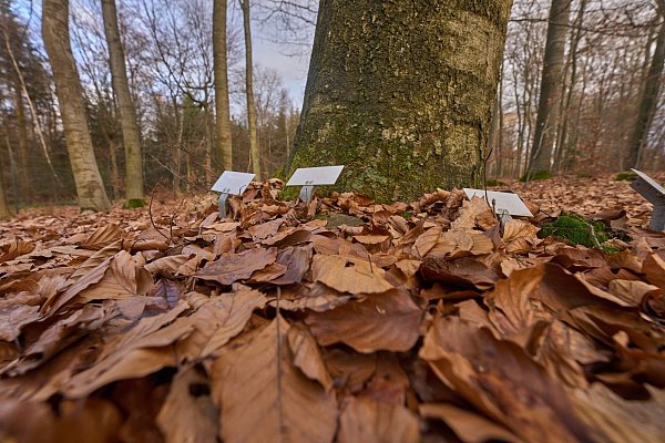 Müssen regelmäßig ohne Grabmal auskommen: Ruhestätten in Bestattungswäldern. - © Thomas Frey/dpa/dpa-tmn