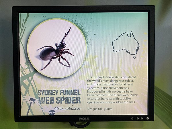 Wissenschaftler haben entdeckt, dass es drei verschiedene Arten der gefährlichen Sydney-Trichternetzspinnen gibt (Archivbild) - © Carola Frentzen/dpa