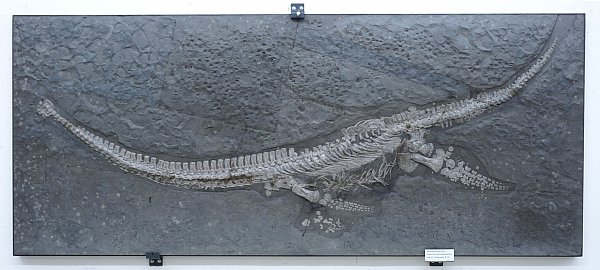 Das Fossil des Reptils Plesionectes longicollum stammt aus einem Steinbruch in Baden-Württemberg. - © Sven Sachs/dpa