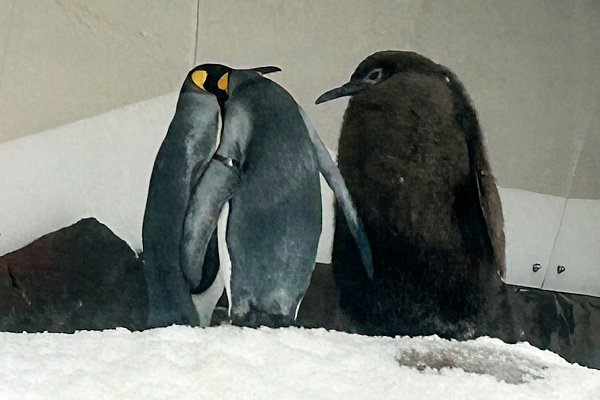 Schon als Baby überragt Königspinguin Pesto sämtliche Artgenossen. - © Rod McGuirk/AP/dpa