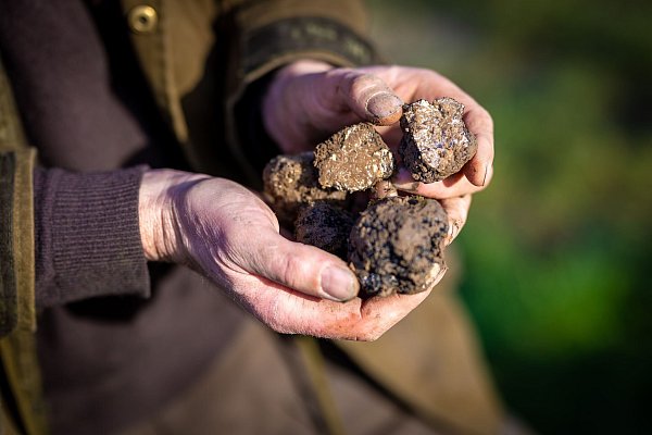 Ein Trüffelbauer in Niedersachsen hält auf seiner Plantage geerntete Pilze in der Hand. (Archivbild) - © Moritz Frankenberg/dpa