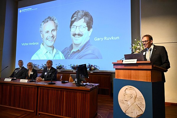Thomas Perlmann (r), Sekretär der Nobelversammlung des Karolinska-Instituts, verkündet die Gewinner des Nobelpreises für Medizin 2024, Victor Ambros (l-r, Leinwand) und Gary Ruvkun. - © Christine Olsson/TT News Agency/AP/dpa