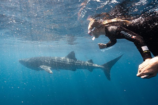 Beim Tauchen ist die Begegnung mit einem Walhai ein Zufallsspiel, beim organisierten Schnorcheln gut planbar. - © Exmouth Dive and Whalesharks Ningaloo/dpa-tmn