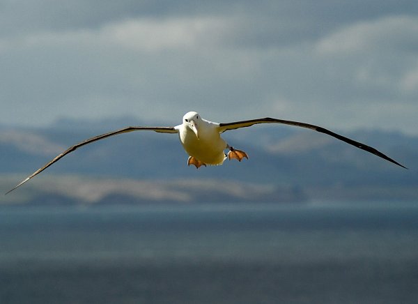 Auf den Heard- und McDonaldinseln leben viele Albatrosse. (Symbolbild) - © Guo Lei/XinHua/dpa