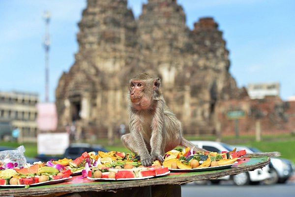 Die Affen speisen in einem alten Khmer-Tempel. - © Rachen Sageamsak/XinHua/dpa