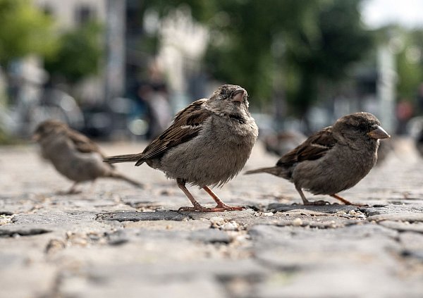 Das Knüpfen von Freundschaften verschafft jungen Spatzen einen evolutionären Vorteil. (Archivbild) - © Paul Zinken/dpa-Zentralbild/dpa