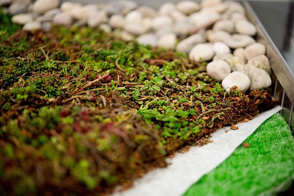 Eine grüne Schutzschicht auf dem Dach kann für einen kühlenden Effekt im Sommer sorgen. - © Inga Kjer/dpa-tmn