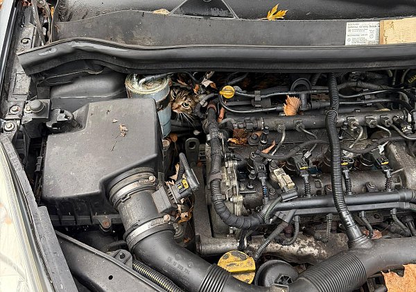 In höchster Not findet die Feuerwehr eine eingeklemmte Katze in einem Auto vor. - © --/Berufsfeuerwehr Augsburg/dpa