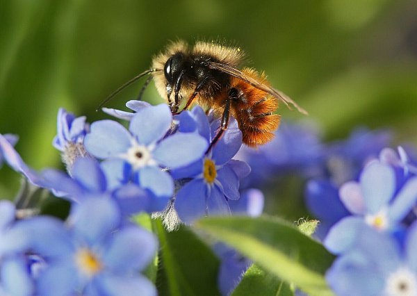 Frühlingsblüher sehen nicht nur hübsch aus, sie dienen auch als Nahrungsquelle für Insekten. - © Stephanie Pilick/dpa/dpa-tmn