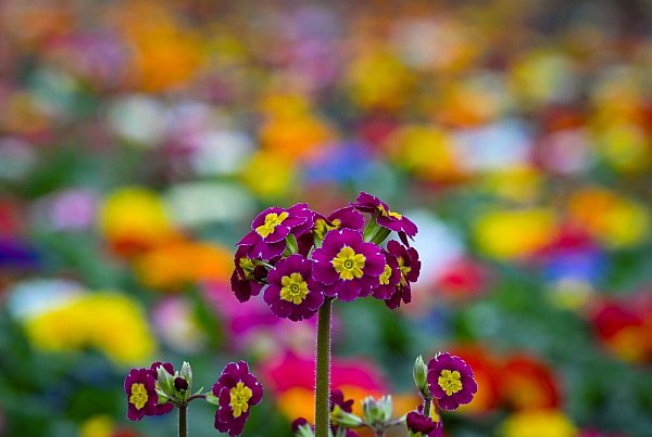Primeln gibt es in verschiedenen Farben - sie können beliebig mit anderen Zwiebelblumen kombiniert werden. - © Patrick Pleul/dpa/dpa-tmn