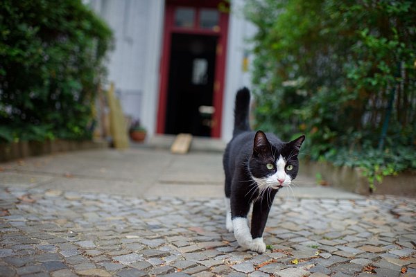 Auf zu neuen Abenteuern: Freigang ist für Katzen kein Muss, aber eine große Bereicherung. - © Gregor Fischer/dpa/dpa-tmn
