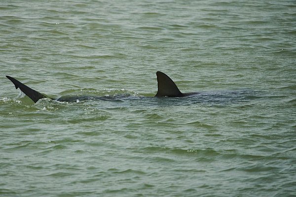 In der Gegend von Hadera sammeln sich zwischen November und Mai Sandbank- und Schwarzhaie. - © Ariel Schalit/AP/dpa