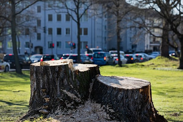 Kommunen müssen noch mehr zum Erhalt ihrer Bäume tun, mahnen Forscher. - © Rolf Vennenbernd/dpa